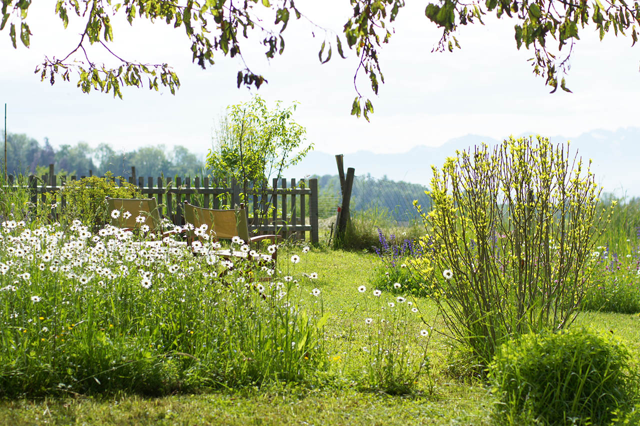 Lützelhuus Garten Margeriten und Bergsicht 21-05-2023