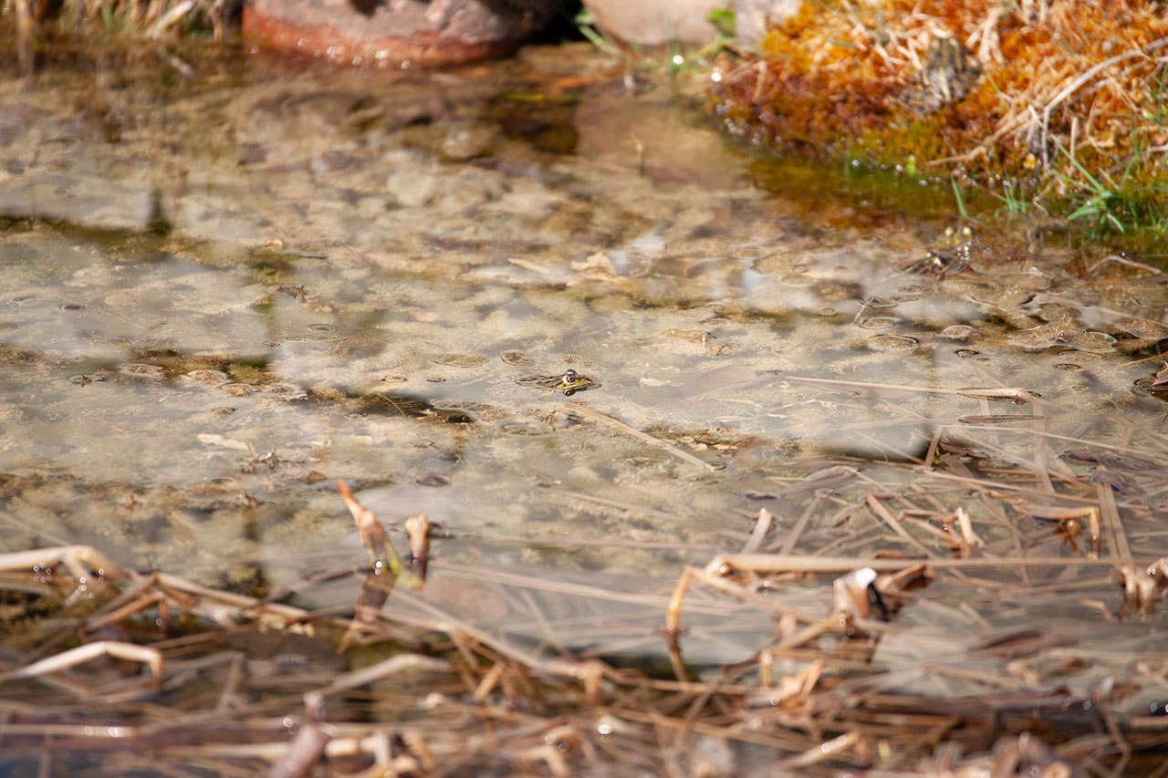 Lützelhuus Naturgarten Frosch schläfrig 18-03-2025