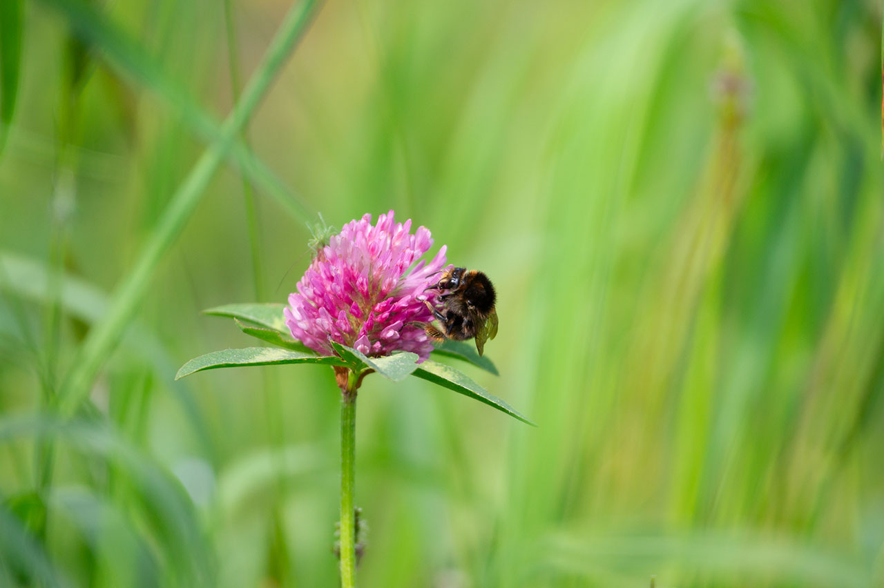 Lützelhuus Naturgarten Hummel Wiesenklee 29-04-2024