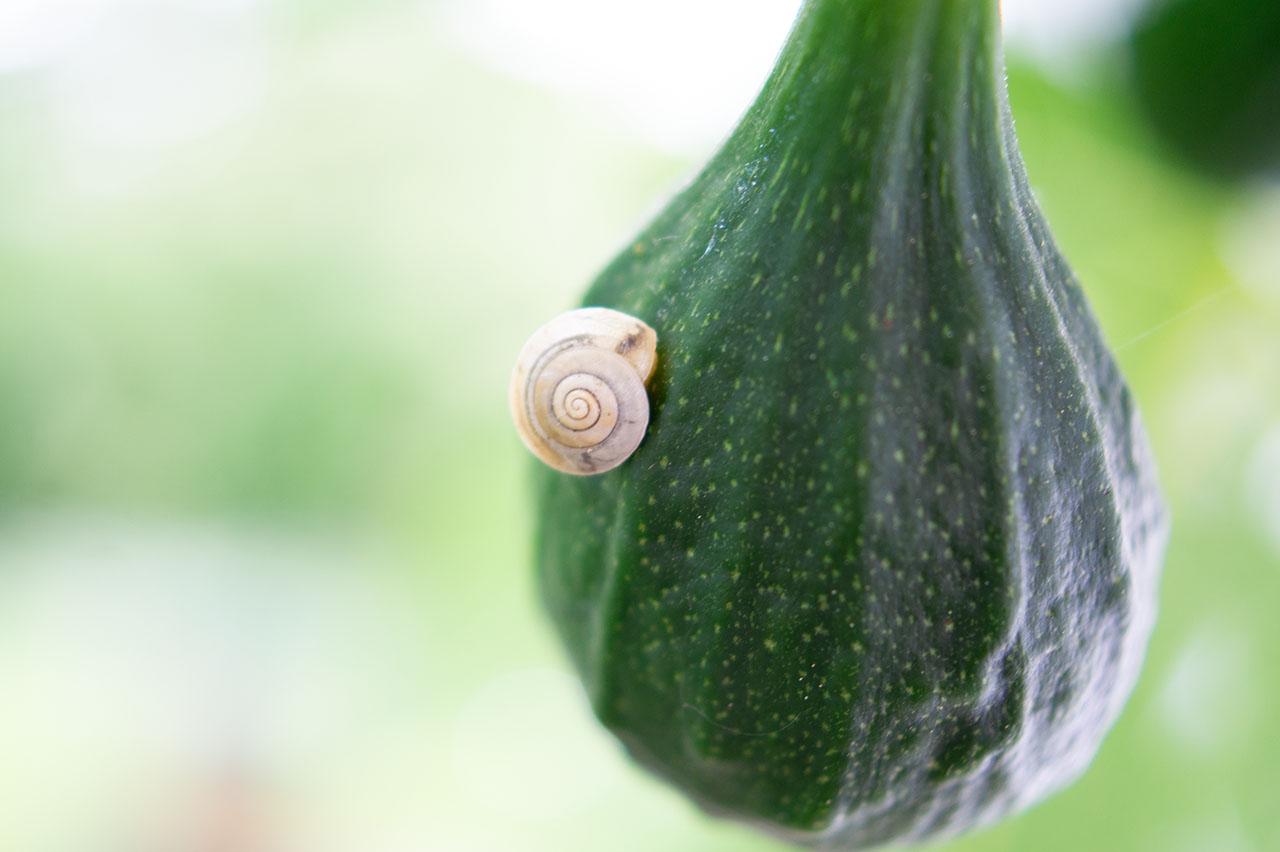 Lützelhuus Naturgarten Schnecke auf Feige 21-05-2024