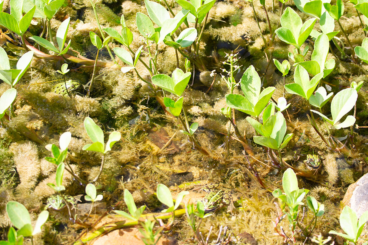 Lützelhuus Naturgarten Teichfrösche warten Landgang 30-04-2024