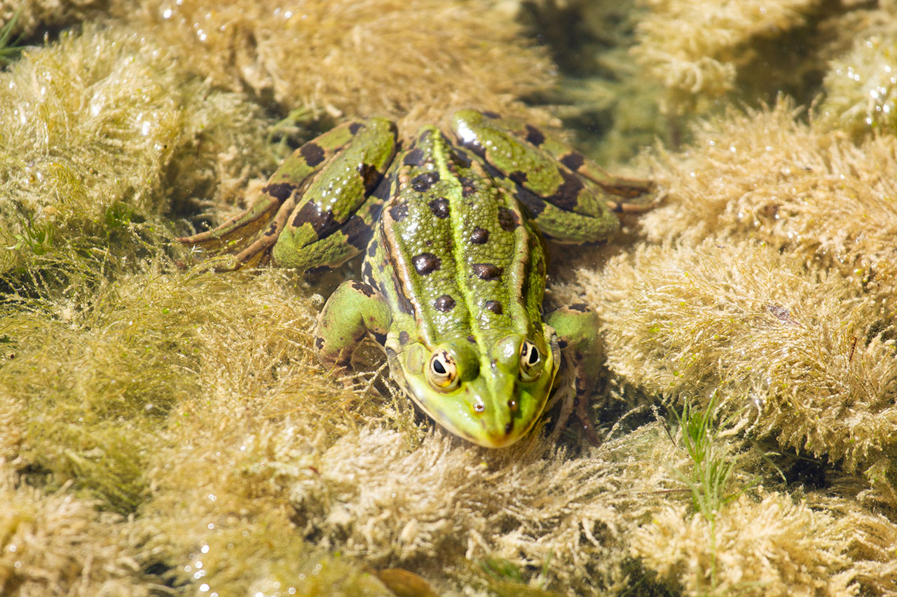 Lützelhuus Naturgarten Teichfrosch Froschkönig 30-04-2024