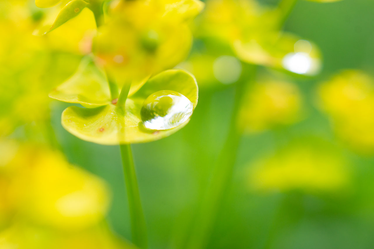 Lützelhuus Naturgarten Wassertropfen Sumpf-Wolfsmilch 08-05-2024